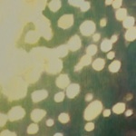 Tamayura